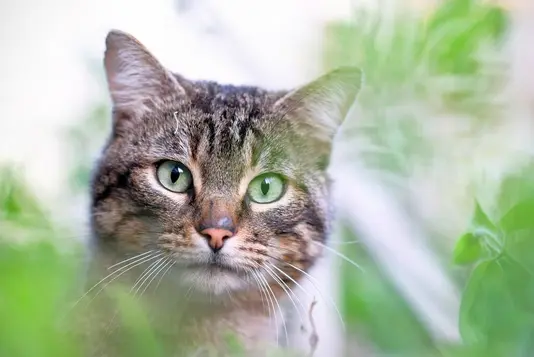 sebastiaan-hols-x2HpV0tj-cU-unsplash Katze im Garten